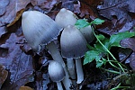 Faltentintling (Coprinus atramentarius)