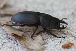 Balkenschrter (Dorcus parallelipipedus)