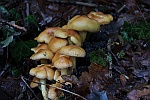 Grnblttriger Schwefelkopf (Hypholoma fasciculare)