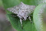Ahorn-Rindeneule (Acronicta aceris)