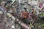 Amerikanische Kiefernwanze (Leptoglossus occidentalis)