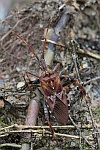Amerikanische Kiefernwanze (Leptoglossus occidentalis)