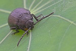 Rainfarnblattkfer (Galeruca tanaceti)