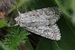 Ahorn-Rindeneule (Acronicta aceris)