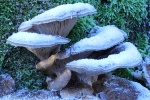 Austern-Seitling (Pleurotus ostreatus)