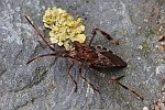 Amerikanische Kiefernwanze (Leptoglossus occidentalis)