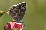 Sonnenrschen-Bluling (Aricia agestis)