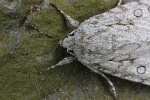 Ahorn-Rindeneule (Acronicta aceris)