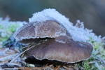 Austern-Seitling (Pleurotus ostreatus)