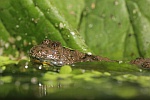 Gelbbauchunke (Bombina variegata)