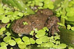 Gelbbauchunke (Bombina variegata)