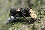 Breitrler (Platyrrhinus resinosus)