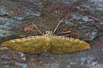 Ockergelber Blattspanner (Camptogramma bilineata)