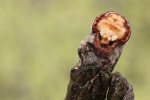 Mondvogel (Phalera bucephala)