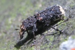 Breitrler (Platyrrhinus resinosus)