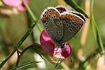 Sonnenrschen-Bluling (Aricia agestis)