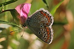 Sonnenrschen-Bluling (Aricia agestis)