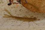 Kleinlibellen (Unterordnung zygoptera)