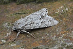 Ahorn-Rindeneule (Acronicta aceris)