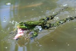 Teichfrosch (Rana esculenta)