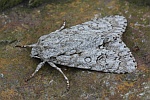 Ahorn-Rindeneule (Acronicta aceris)