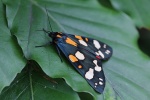 Schnbr (Callimorpha dominula)
