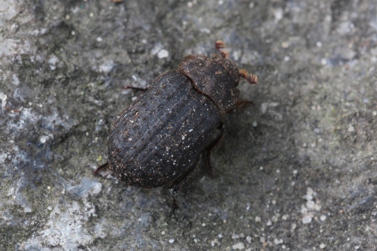 Rauher Erdk�fer (Trox scaber)