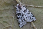 Hellgr�ne Flechteneule (Nyctobrya muralis)