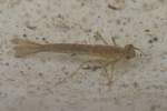 Kleinlibellen (Unterordnung zygoptera)