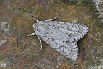 Ahorn-Rindeneule (Acronicta aceris)