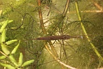 Stabwanze (Ranatra linearis)