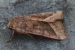 Markeule (Hydraecia micacea)