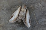 Pappel-Zahnspinner (Pheosia tremula)