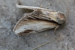Pappel-Zahnspinner (Pheosia tremula)
