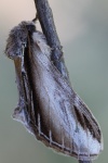Pappel-Zahnspinner (Pheosia tremula)
