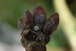 Eichenzipfelfalter (Neozephyrus quercus)
