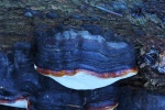 Rotrandiger Baumschwamm (Fomitopsis pinicola)