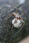 Raubspinne (Pisaura mirabilis)