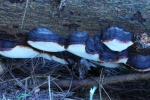 Rotrandiger Baumschwamm (Fomitopsis pinicola)