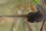 Knoblauchkrte (Pelobates fuscus)