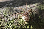 Raubspinne (Pisaura mirabilis)