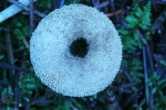 Flaschenstubling (Lycoperdon perlatum)