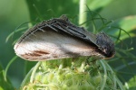 Pappel-Zahnspinner (Pheosia tremula)