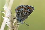 Sonnenrschen-Bluling (Aricia agestis)