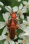 Rotgelber Weichkfer (Rhagonycha fulva)