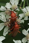 Rotgelber Weichkfer (Rhagonycha fulva)