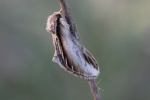 Pappel-Zahnspinner (Pheosia tremula)