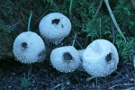 Flaschenstubling (Lycoperdon perlatum)