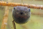 Knoblauchkrte (Pelobates fuscus)
