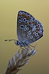 Sonnenrschen-Bluling (Aricia agestis)